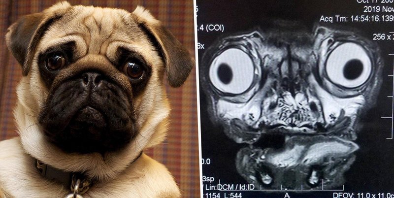 fascinating photos  - This is what Pug’s MRI scan looks like