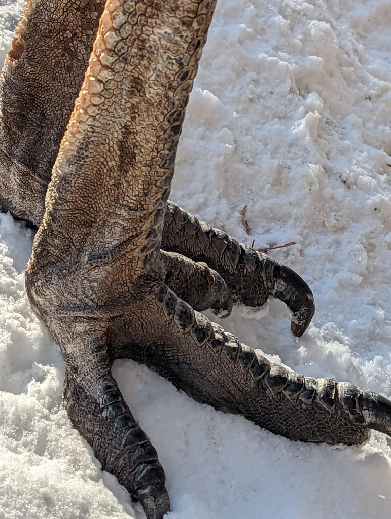 fascinating photos  - Emu foot up close