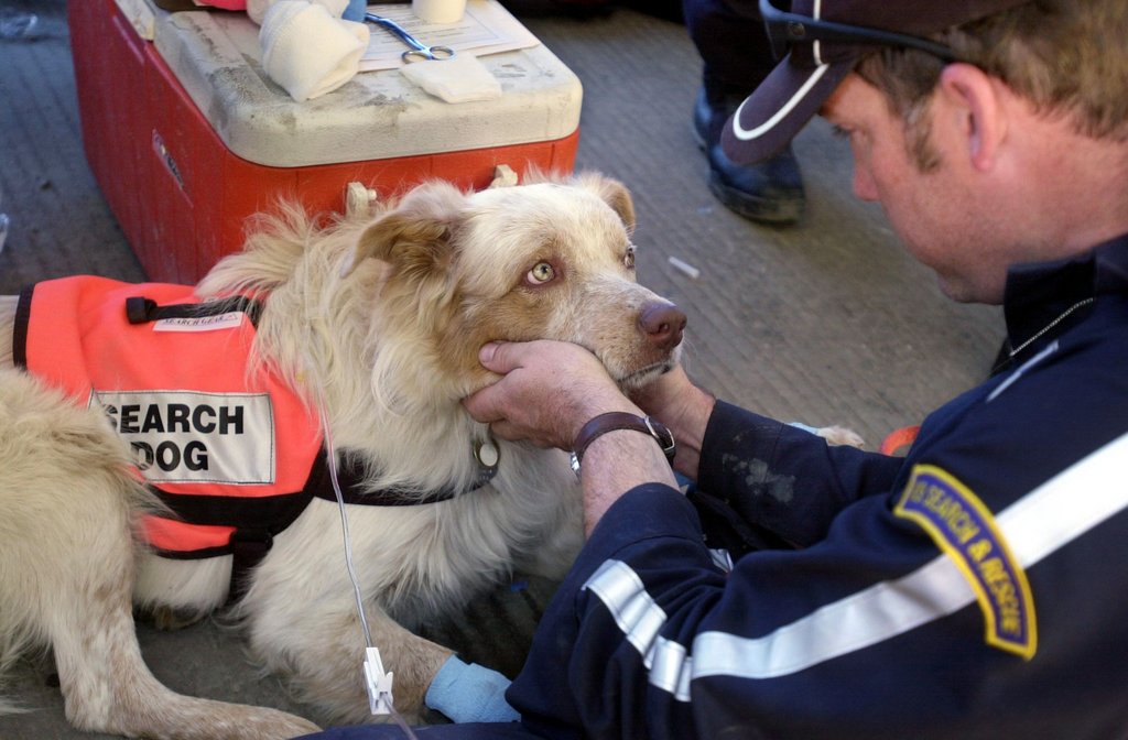 fascinating photos  - Porkchop, a Search & Rescue dog at Ground Zero, eyes burning, paws bloody, nose full of the smell of death, after working four straight days. Here, Porkchop is getting fluids for dehydration, so he can continue to work in hopes of fi
