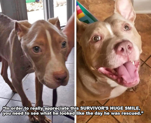 wholesome - uplifting news - american pit bull terrier - In order to really appreciate this Survivor'S Huge Smile, you need to see what he looked the day he was rescued."