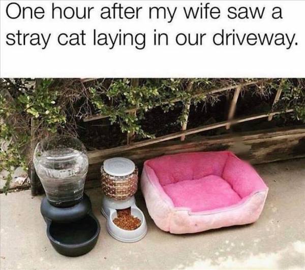 wholesome - uplifting news - one hour after my wife saw a stray cat - One hour after my wife saw a stray cat laying in our driveway.