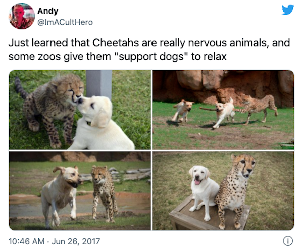 wholesome - uplifting news - shy cheetahs - Andy Just learned that Cheetahs are really nervous animals, and some zoos give them "support dogs" to relax 0