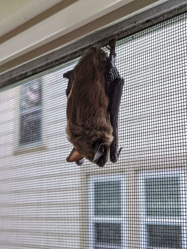“This Morning I Found A Bat Sleeping In My Window…Inside The Screen”