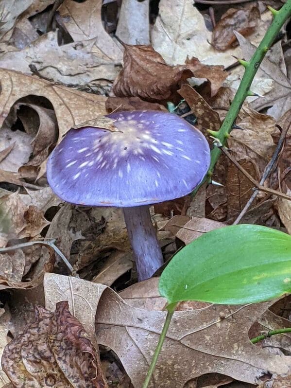 cool finds - amazing discoveries - real purple mushrooms