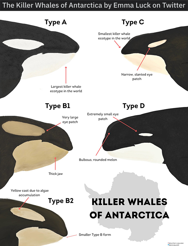 24 Charts Filled With Random Knowledge.