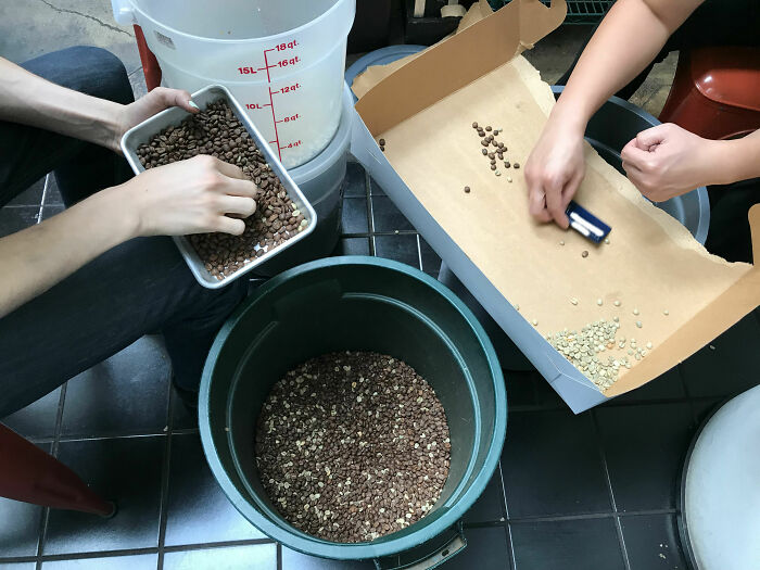 I Work At A Small Coffee Shop. My Boss Just Absent-Mindedly Poured Unroasted Beans Into A Batch Of Roasted Ones. Here's Us Separating 10,000 Beans. By Hand
