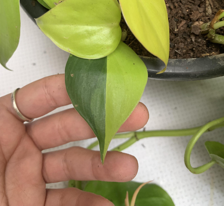 ’’This perfect double-colored leaf on my plant’’