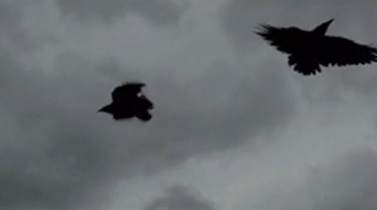 Crows and ravens are often associated with death due to the fact that they used to follow men marching into battle. They did this because they figured out that these battles often resulted in lots of… remaining food…