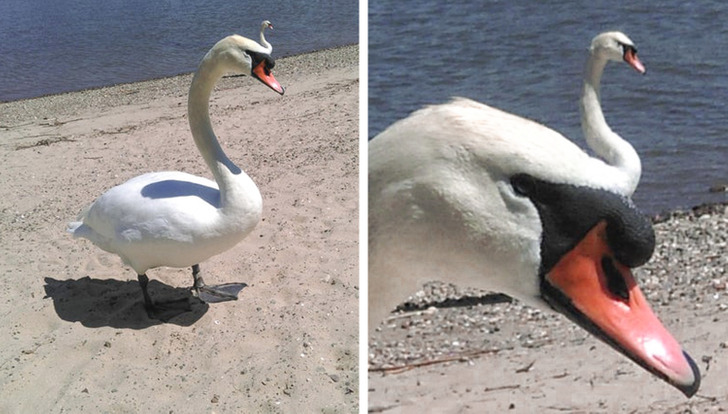 pics to make you double take - This picture I took of 2 swans that looks like one swan with a smaller second head