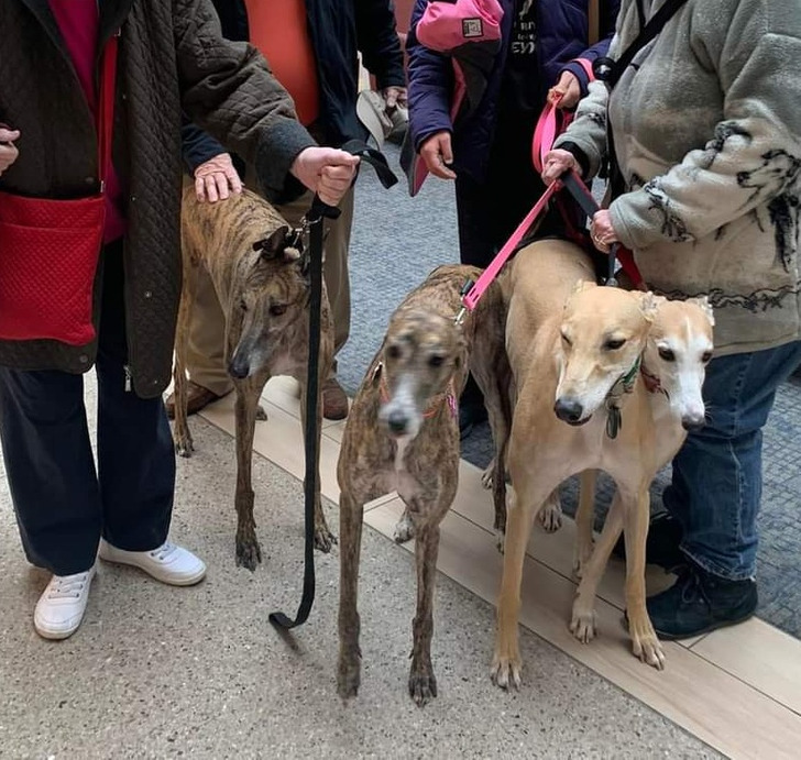 pics to make you double take - 2-headed greyhound