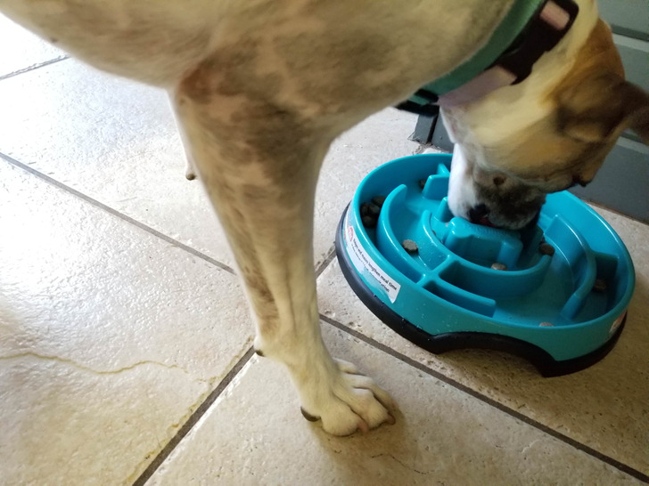 “My dog eats out of this maze bowl, which slows her down and provides her with a fun challenge.”