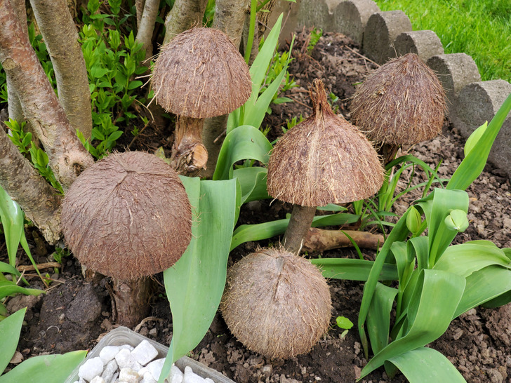 “Dad put coconut shells on stumps to make it look like mushrooms.”