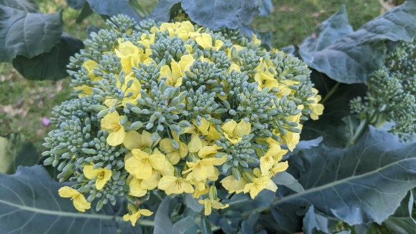 “This is what broccoli looks like if you don’t harvest it.”