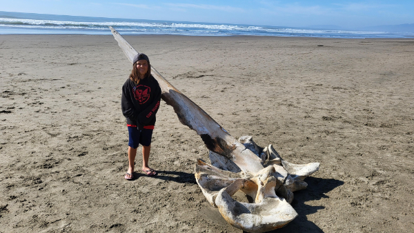 “My son and I walked past a washed up skull of a humpback whale today at Ocean Beach in San Francisco.”