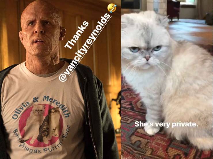 "In Deadpool 2 (2018), Wade wears a shirt that says: "Olivia &amp; Meredith. Best Friends Purrrr-ever". The two cats actually belong to Taylor Swift. The production crew had to get permission from her to use their image."