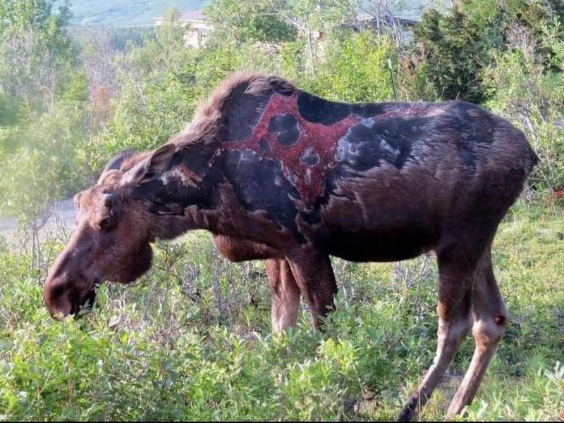 fascinating photos of our world moose struck by lightning