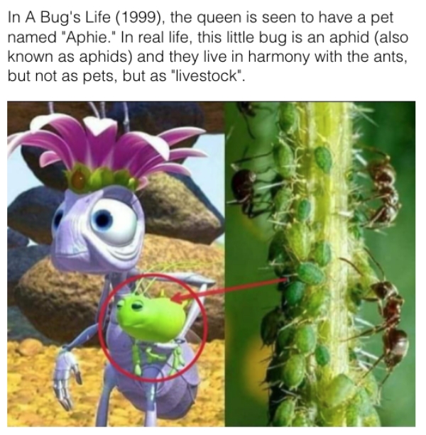 movie details - bugs life queen - In A Bug's Life 1999, the queen is seen to have a pet named "Aphie." In real life, this little bug is an aphid also known as aphids and they live in harmony with the ants, but not as pets, but as "livestock".
