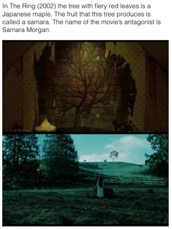 movie details - ring samara - In The Ring 2002 the tree with fiery red leaves is a Japanese maple. The fruit that this tree produces is called a samara. The name of the movie's antagonist is Samara Morgan