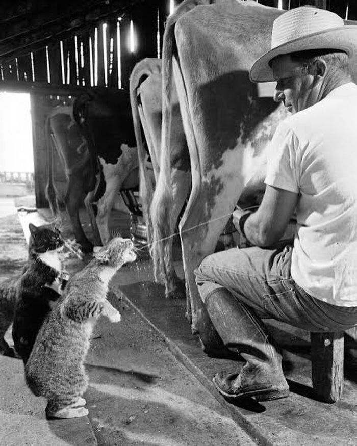 fascinating photos form history  - Cats Stand Up On Their Hind Legs To Catch Quirts Of Milk During Milking At Arch Badertscher’s Dairy Farm | 1954. Photographs By Nat Farbman