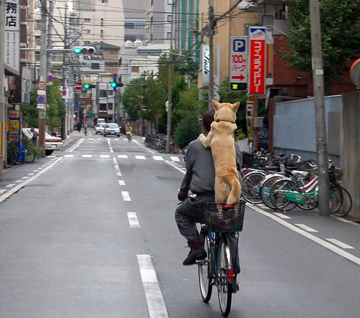 things that aren't illegal - riding bike with dog