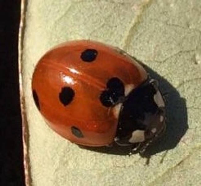 ’’I found a ladybug with a heart on its back.’’