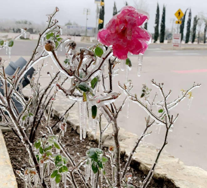 “A frozen flower I found in Austin during the Texas winter storm”