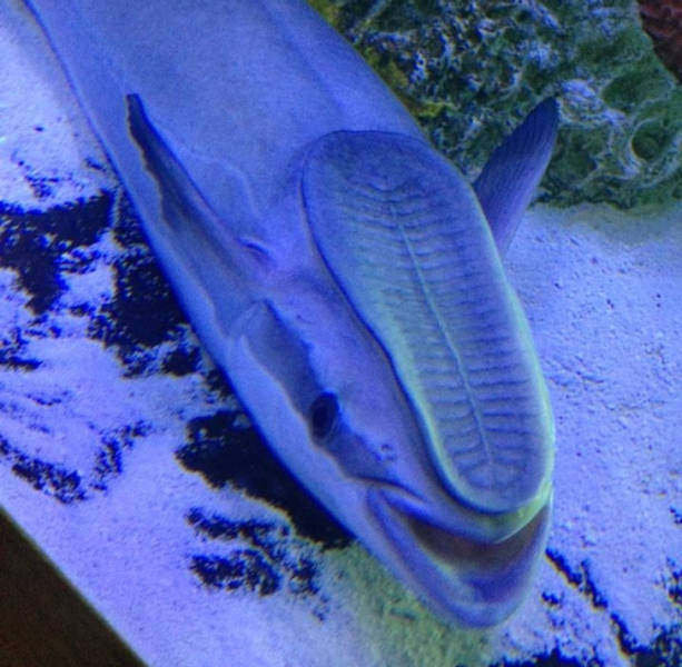 “This fish at the aquarium looks like someone stepped on his face.”