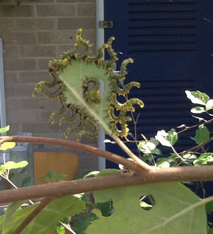 ’’About 20 caterpillars on a single leaf in my garden!’’