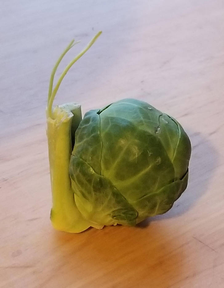 “This Brussels sprout shaped like a snail”
