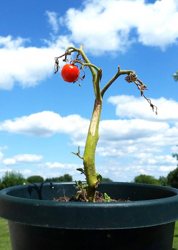 “My small tomato plant looks like it belongs in a Tim Burton film.”