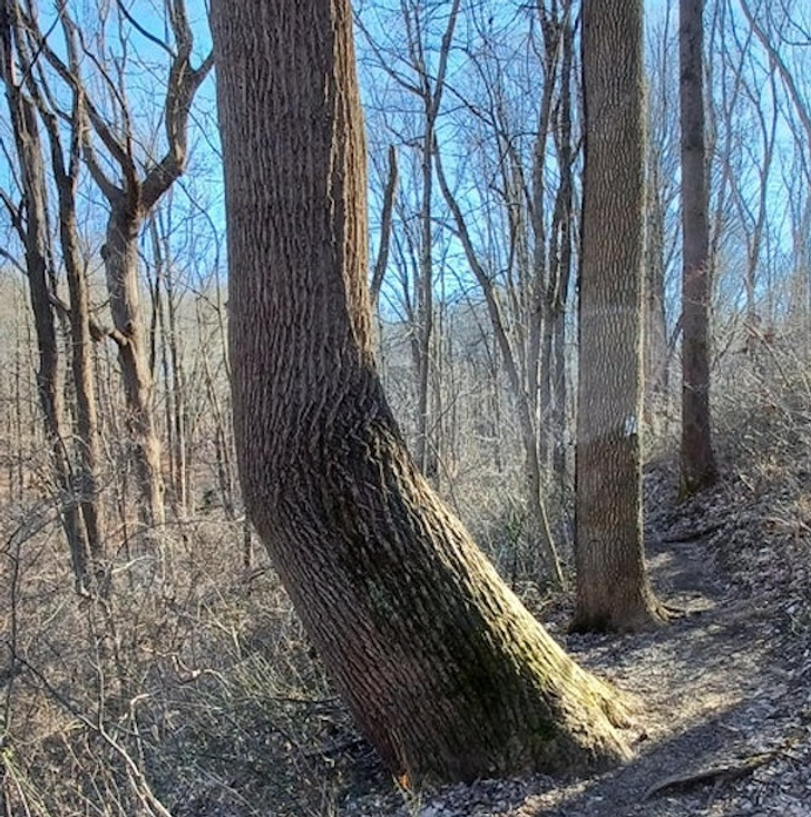 “This tree I saw on a hike today was bent at a nearly perfect 45-degree angle.”