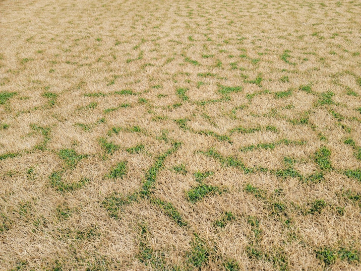“The way the recent freeze affected my neighbor’s lawn”