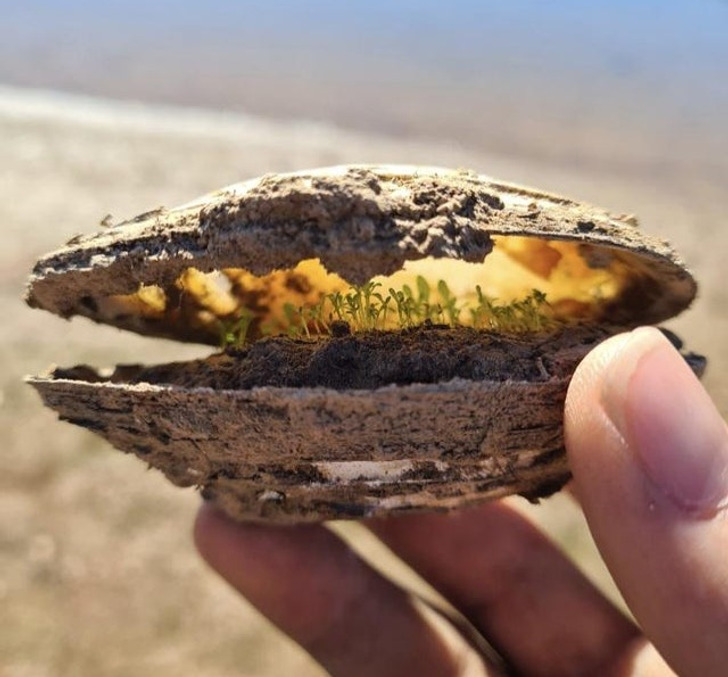 “Picked up an old clam beside a lake in South Australia and found a small colony of plants inside living off of the nutrients.”