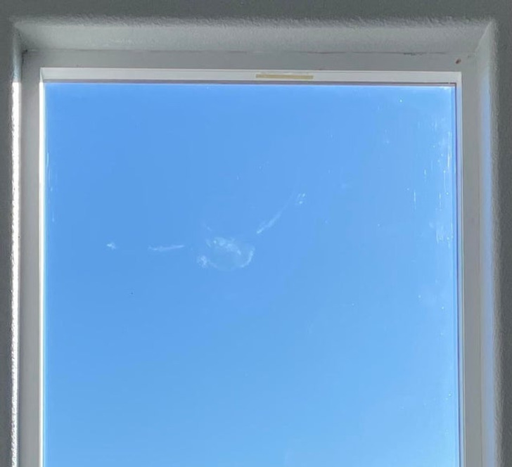 “Bird flew straight into the window and left a mark.”