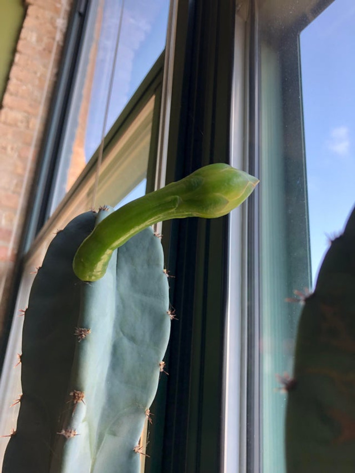 “Waited 5 years for this cactus to bloom. Leaving for a 5-day trip, when I noticed this.”