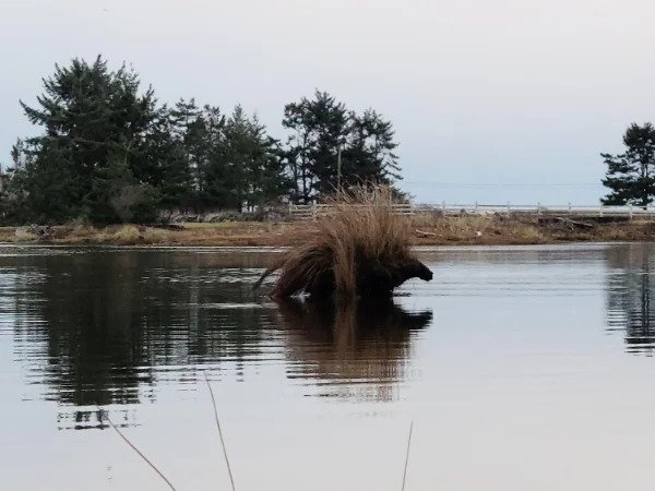 “This lump of mud and grass that looks like an elder god porcupine.”