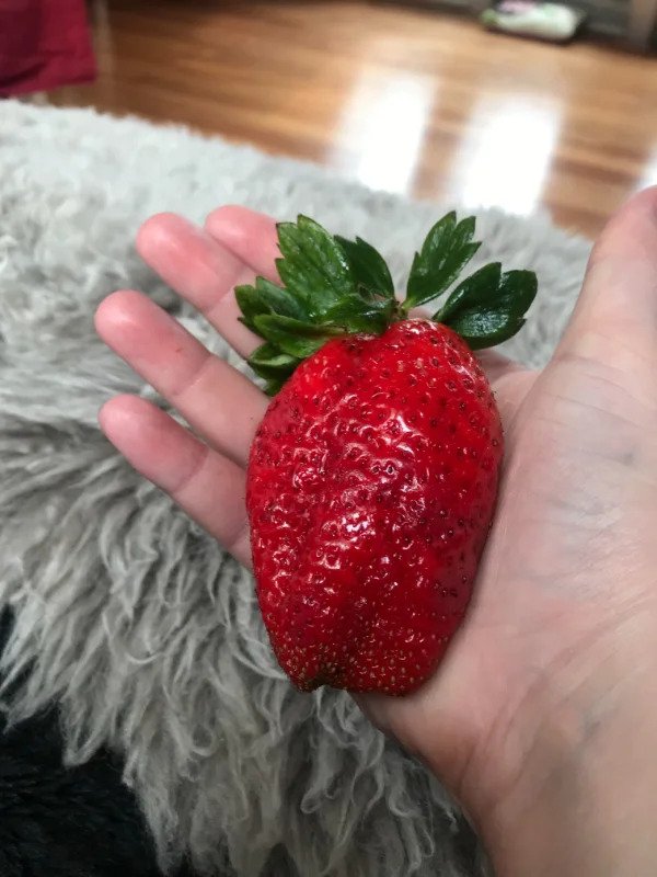 A massive strawberry.