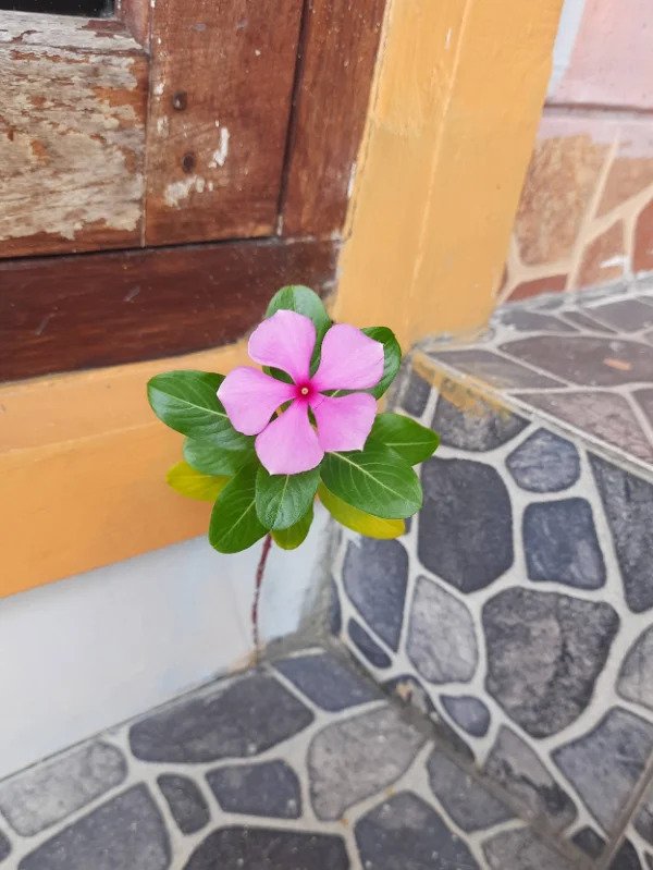 “Found this flower growing out of the floor crack in my flat.”