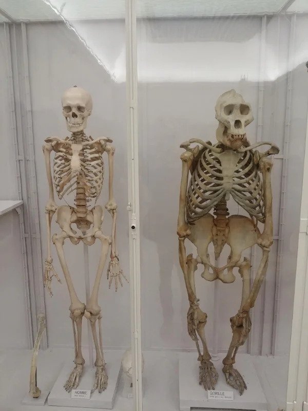 “Human skeleton next to gorilla skeleton.”