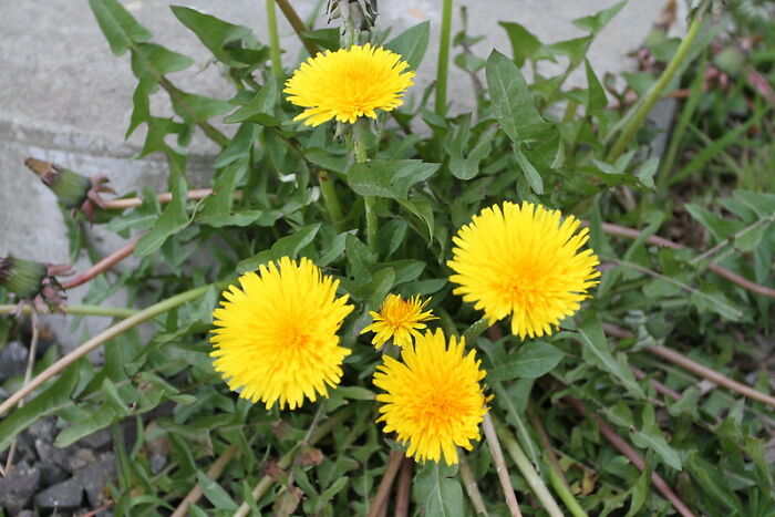 Dandelions are weeds. They’re actually very nutritious and great for pollinators. Big Grass are a bunch of d**kheads