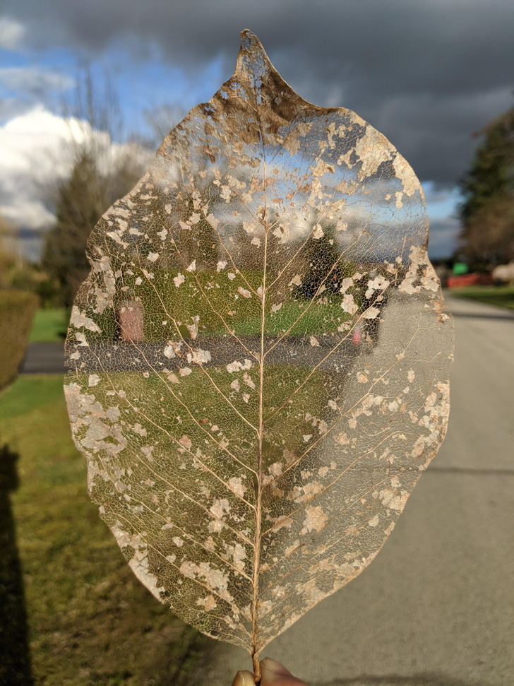 “This leaf that has lost its skin”