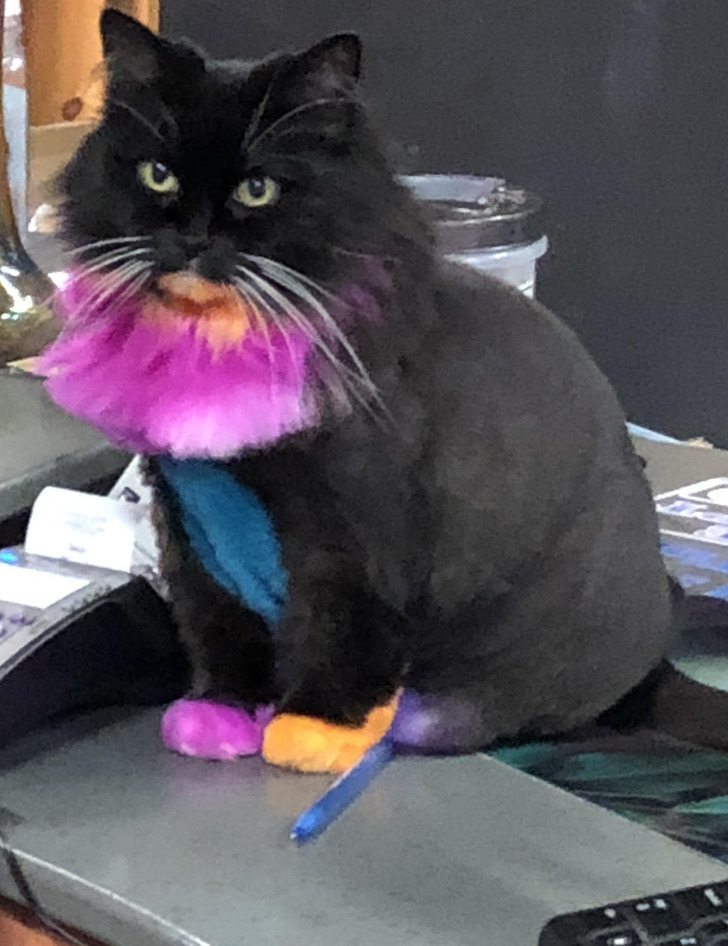 “This colorful cat at a local shop”