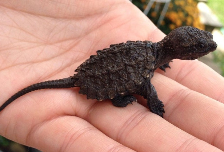 “Baby snapping turtles look just like little dinosaurs.”