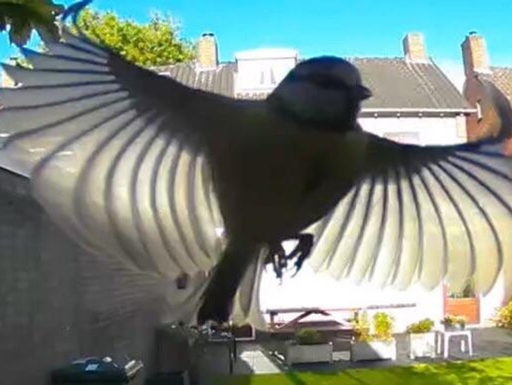 ’’My new security camera surprised me with a beautiful photo of a flying bird.’’
