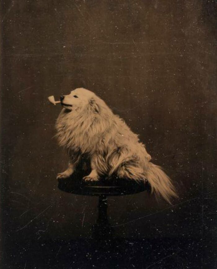 Historical photos - old photos - dog with pipe 1875