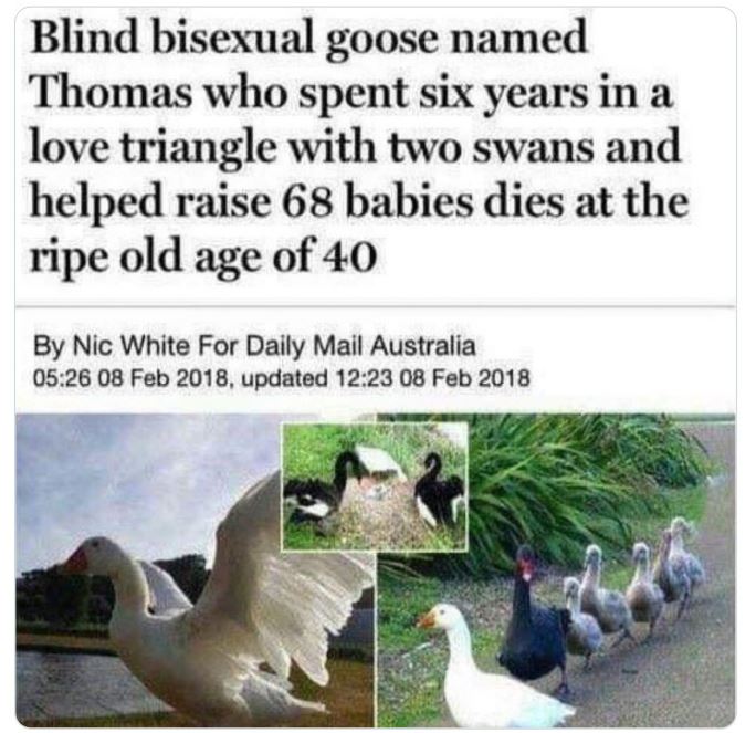 funny and wtf news headlines - blursed goose - Blind bisexual goose named Thomas who spent six years in a love triangle with two swans and helped raise 68 babies dies at the ripe old age of 40 By Nic White For Daily Mail Australia , updated