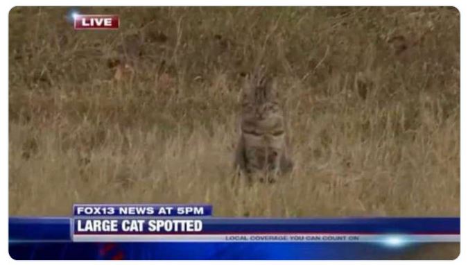 funny and wtf news headlines - funny cougar news - Live FOX13 News At Spm Large Cat Spotted Local Coverage You Can Count On