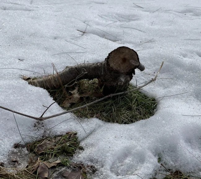 “I thought a bird froze to death in my backyard. It’s just a tree stump.”