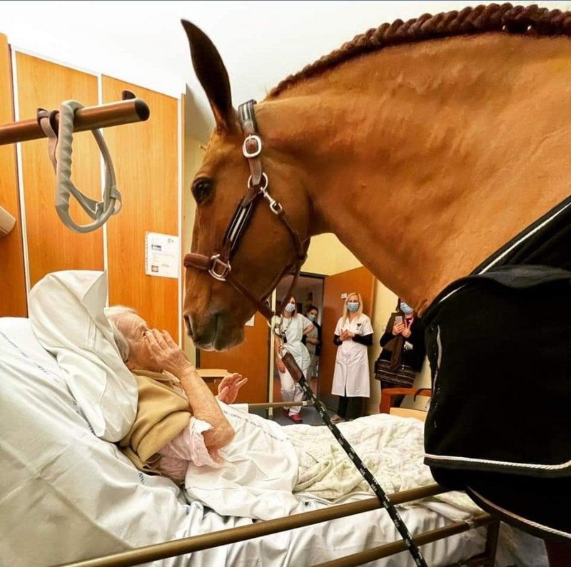 fascinating photos - In France, Peyo, a beautiful 15-year-old stallion, often comes to comfort and soothe terminally ill patients at the Techer Hospital in Calais. The horse always chooses which patient he wants to see, kicking his hoof outside the door