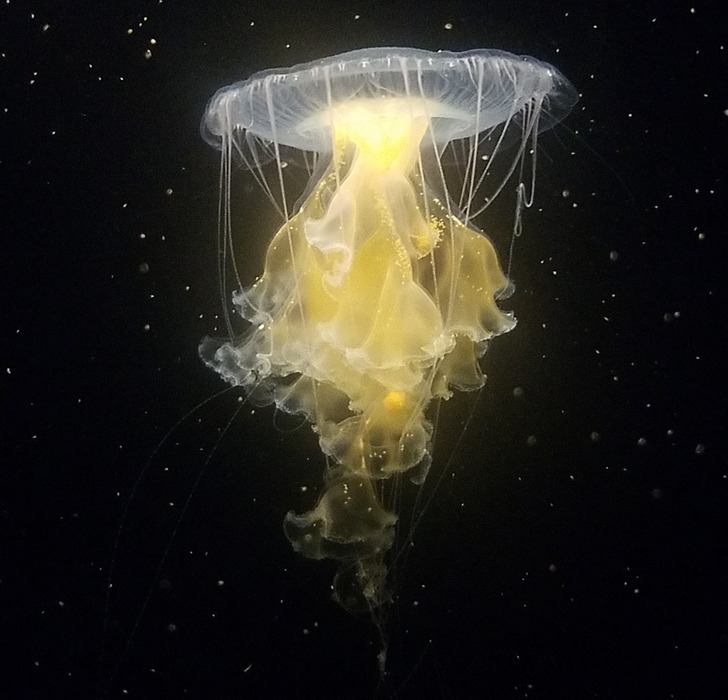“This jellyfish I caught a picture of appears to be in space.”